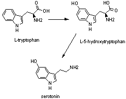 tryptophan to serotonin